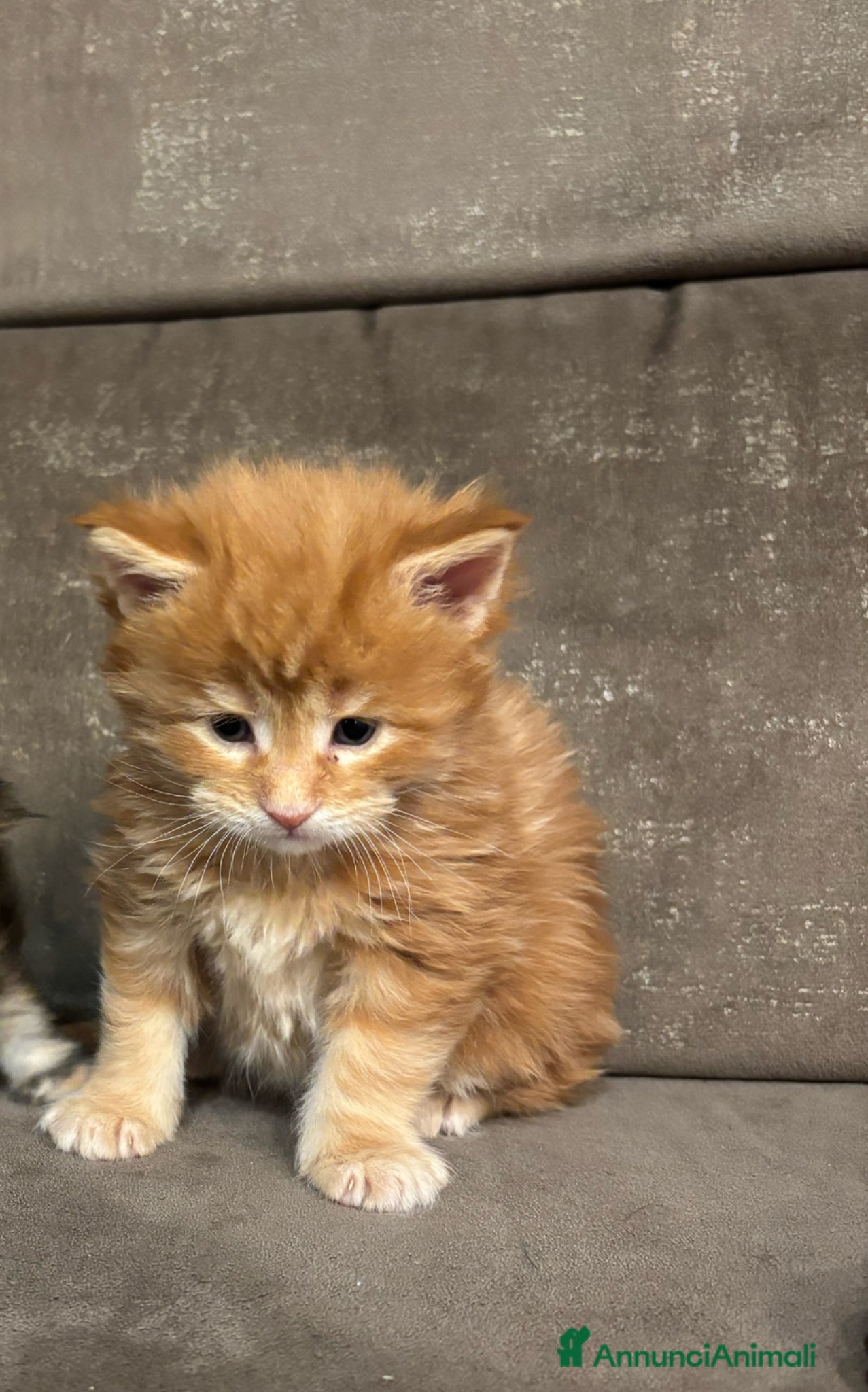 Maine Coon gatti Cuccioli Mainecoon  - Annuncio 3