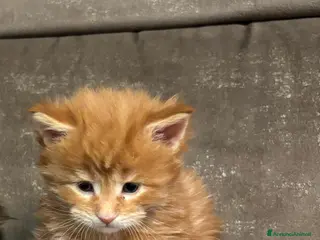 Maine Coon gatti Cuccioli Mainecoon - Annuncio 3