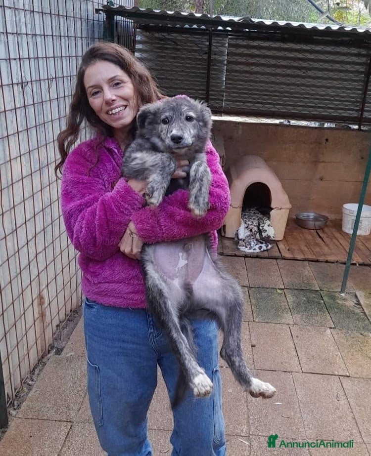 Meticcio cani DOLCE GREY, MORBIDO CUCCIOLO - Annuncio 14