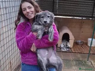 Meticcio cani DOLCE GREY, MORBIDO CUCCIOLO - Annuncio 24