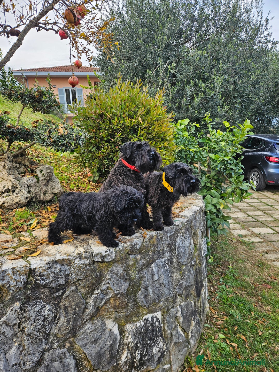 Mini Schnauzer cani in vendita: Cuccioli schnauzer nano - Annuncio 6
