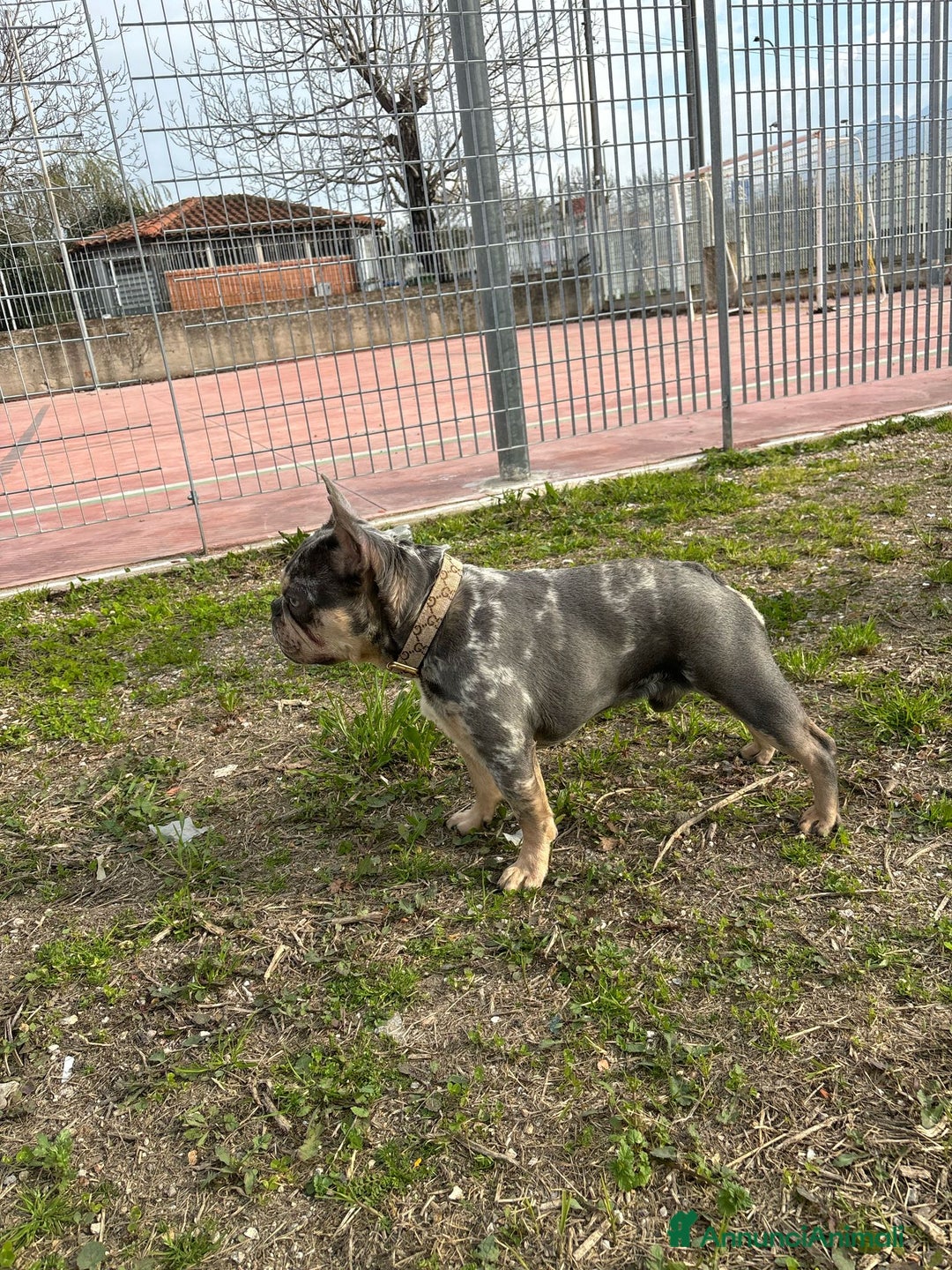 Bulldog Francese cani per accoppiamento: Bulldog francese  - Annuncio 2