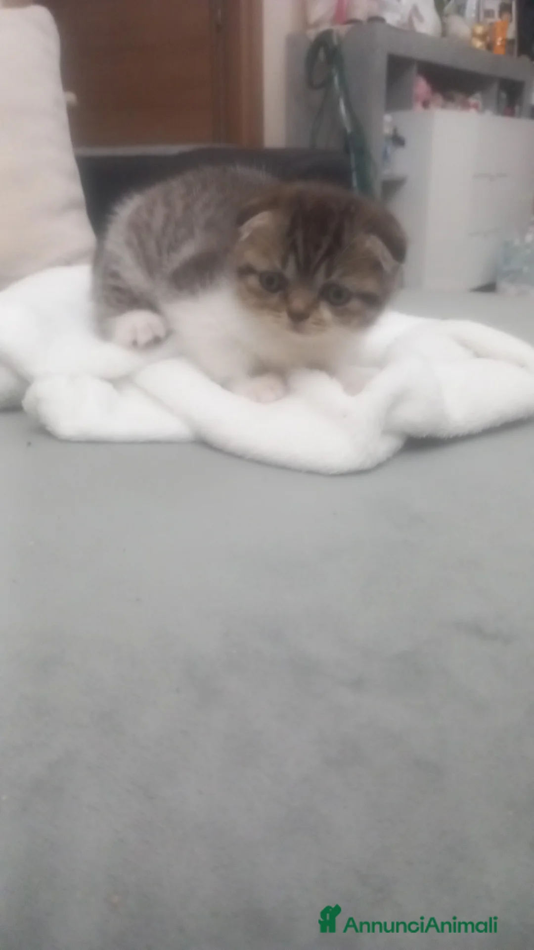 Scottish gatti in vendita: Schottich Fold  - Annuncio 6