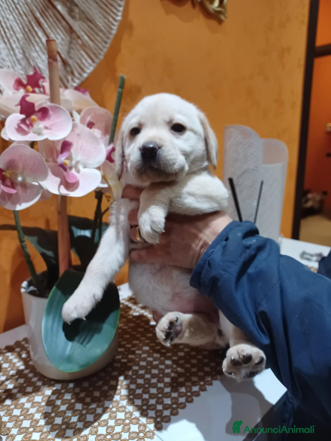 Labrador cani in vendita: Labrador femmine gialle  - Annuncio 1