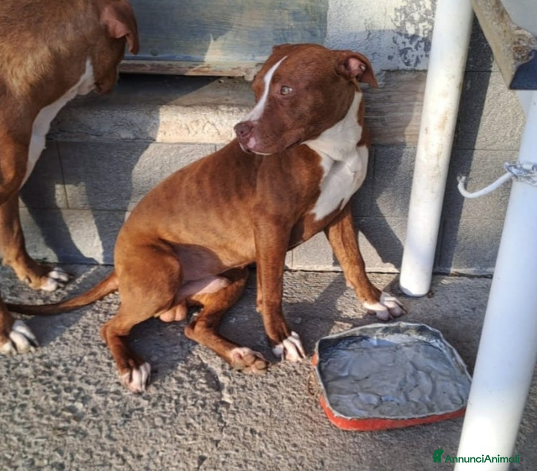 Pitbull cani in regalo: Pitbull 13/14mesi bello e buono SOS CASA COSENZA - Annuncio 6