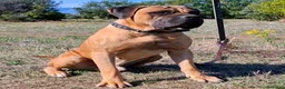 Cane Corso cani in vendita: Cane corso - Annuncio 8