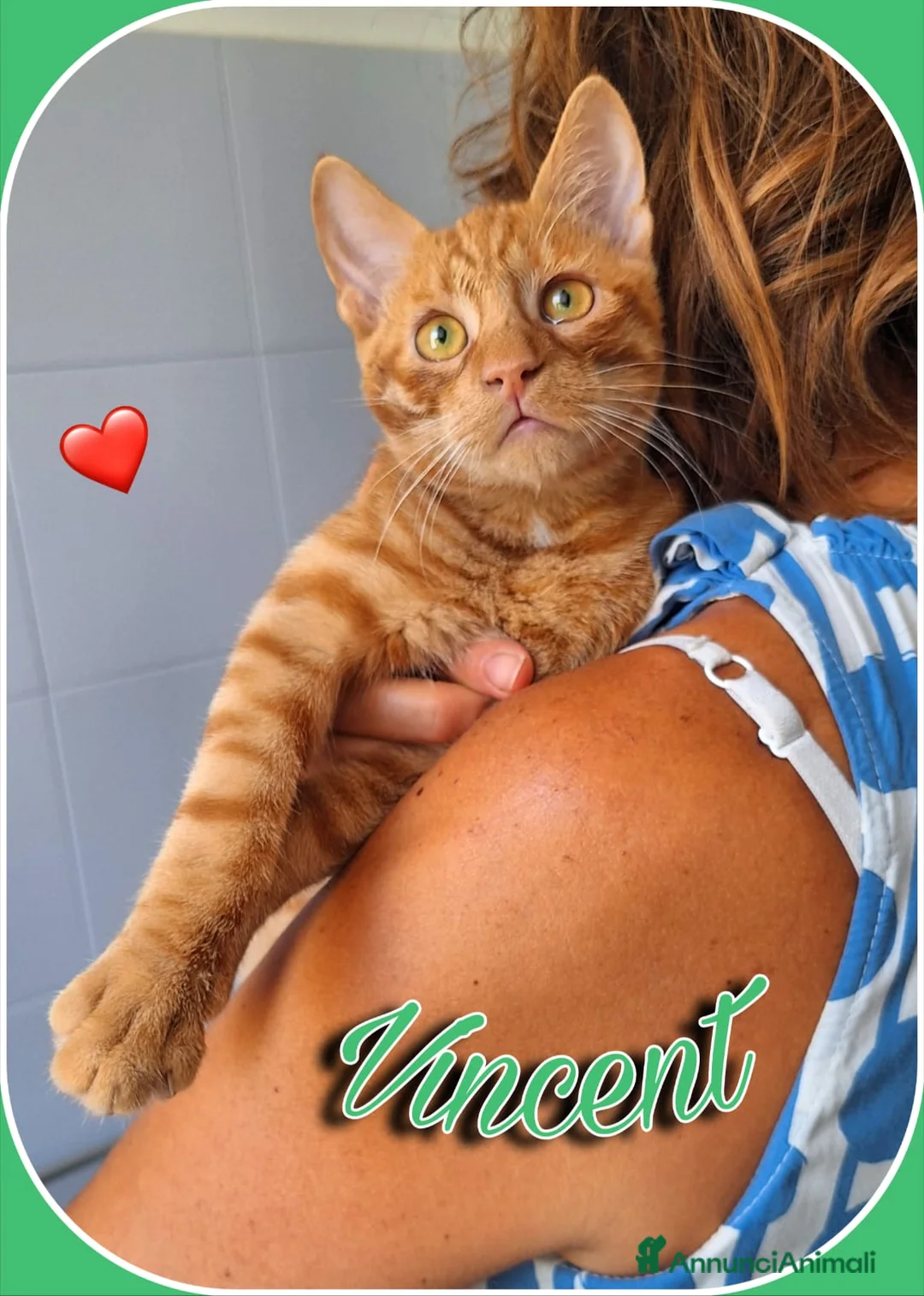 Europeo gatti in regalo: Vincent Van Gogh ravviverà le tue giornate  - Annuncio 5