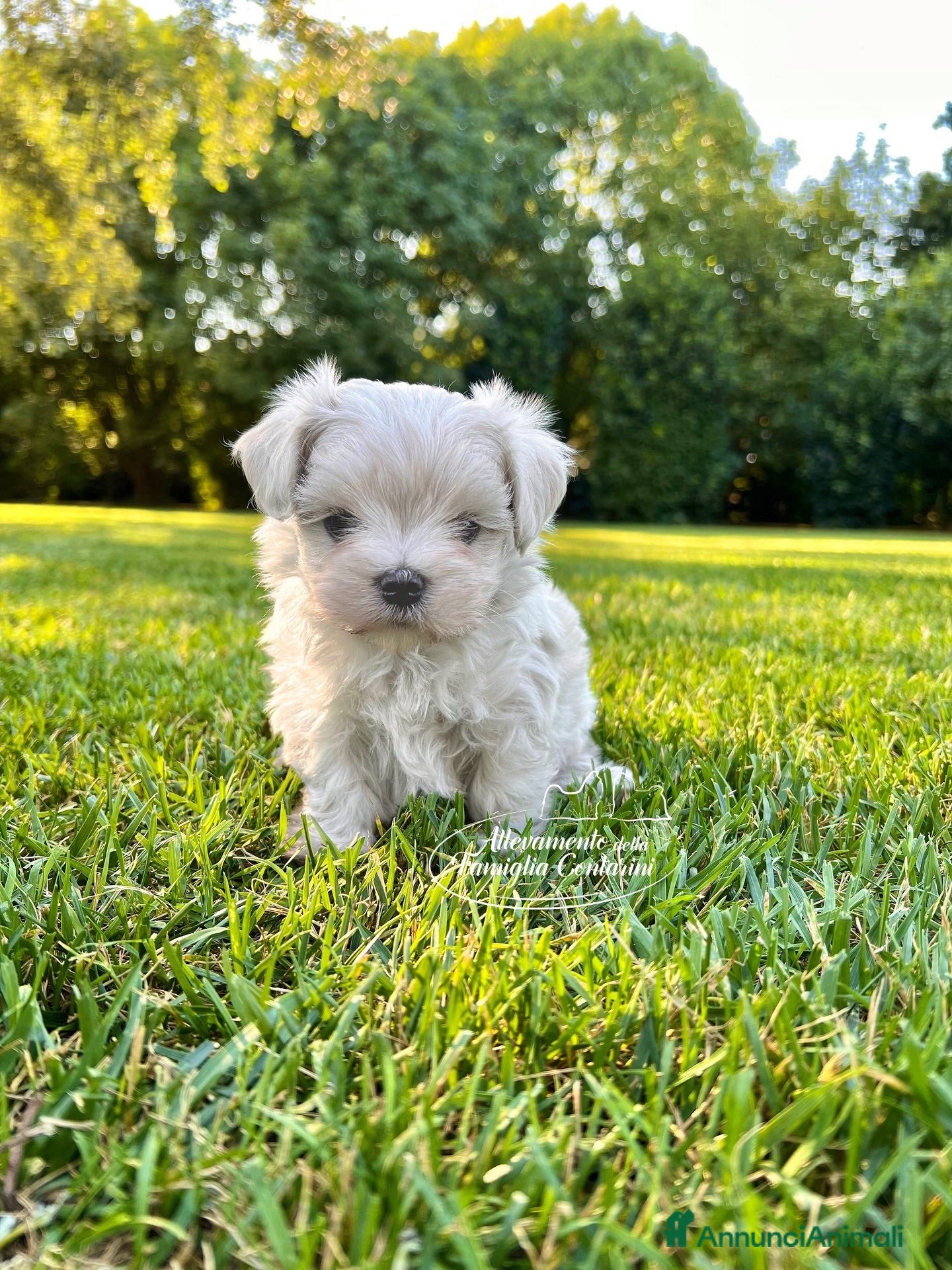 Maltese cani MALTESI MINI TOY  - Annuncio 2