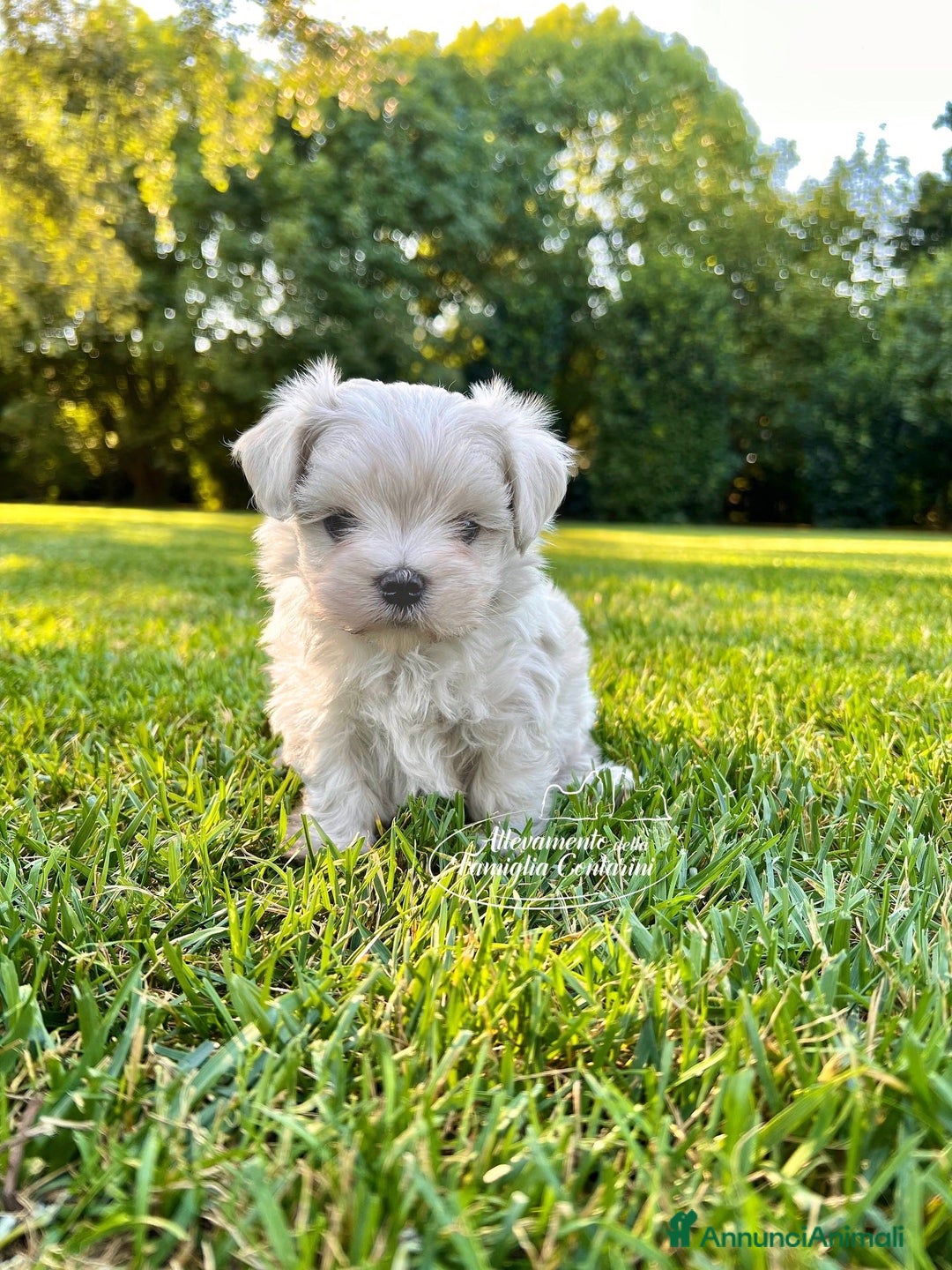 Maltese cani in vendita: MALTESI MINI TOY  - Annuncio 2
