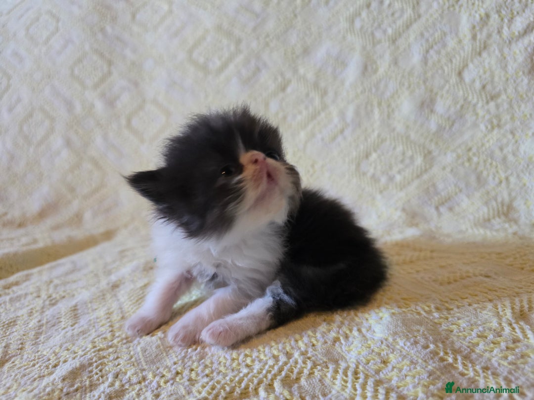 Persiano gatti in vendita: Meravigliosi Persiani - Immagine 11