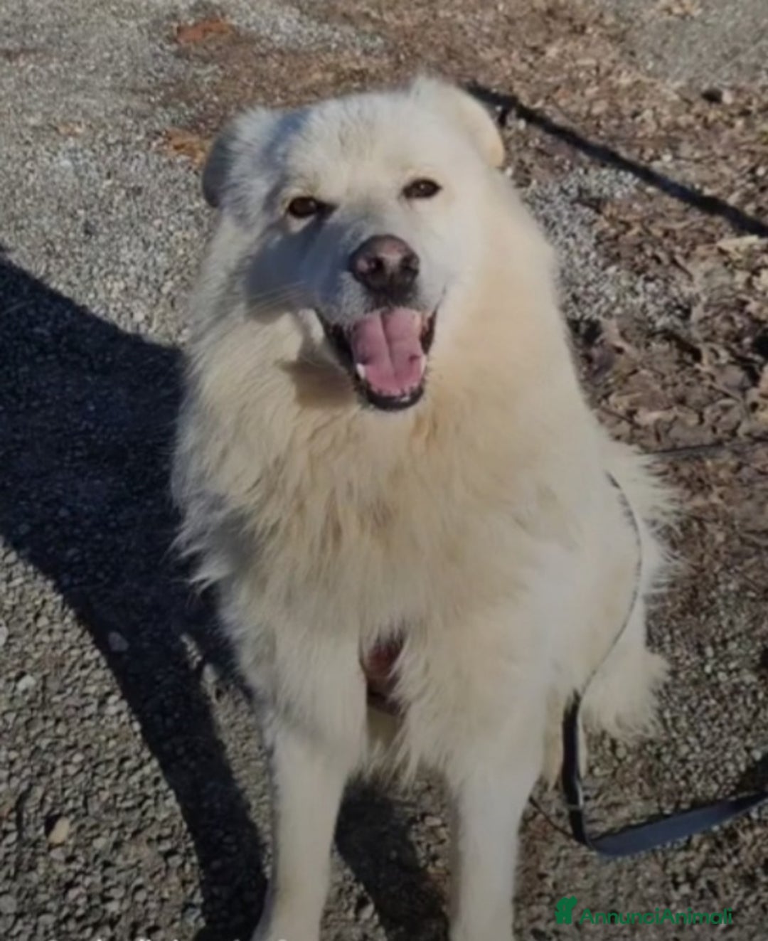 Meticcio cani in regalo: Bubu 4anni tg media da 2anni in box NOVARA SOS  - Annuncio 4