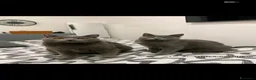 Certosino gatti per accoppiamento: STALLONE GATTO CERTOSINO X MONTA  - Annuncio 10