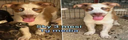 Meticcio cani in regalo: TROPPI CUCCIOLI SOLI IN RIFUGIO  a Provincia di Verona - Annuncio 1