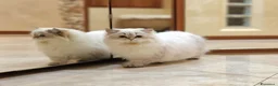 British gatti in vendita: PEDIGREE DA RIPRODUZIONE BRITISH LONGHAIR POINT  - Annuncio 5