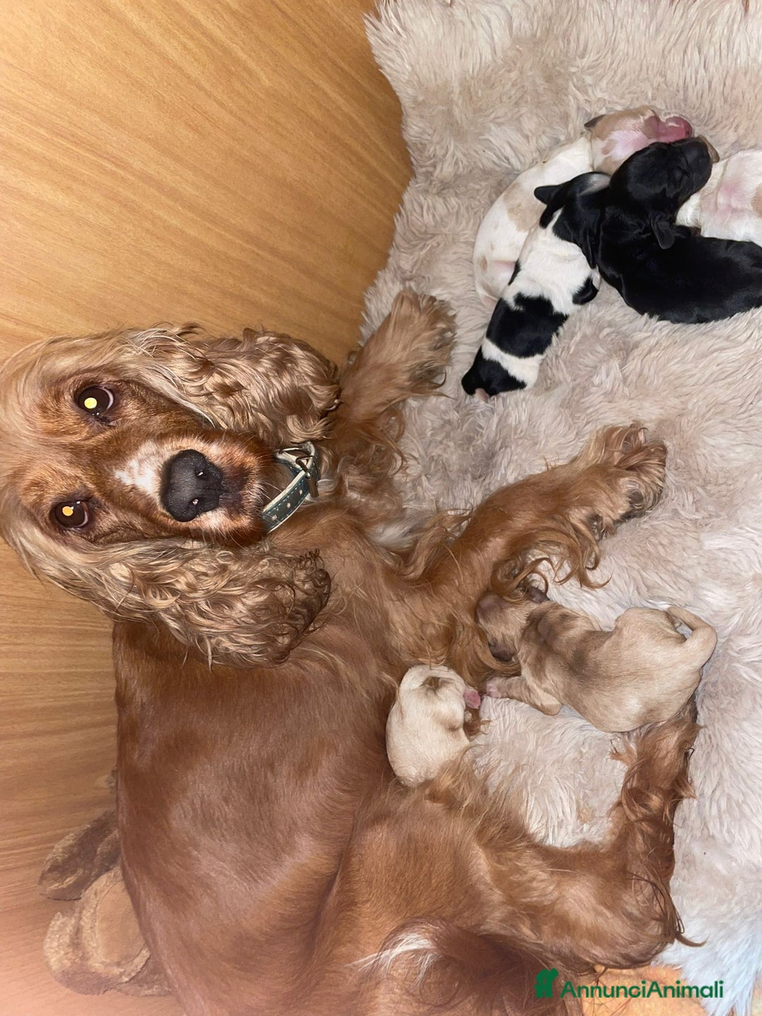 Cocker cani in vendita: Cuccioli di Cocker SpanielLinea Inglese Rari - Annuncio 4