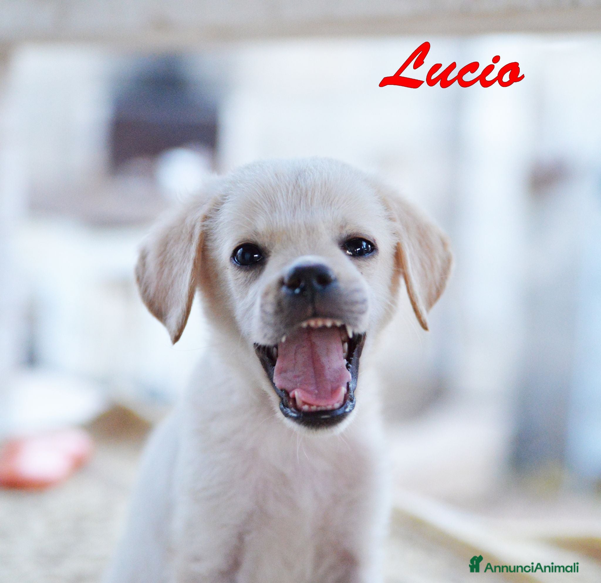 Labrador cani Lucio dolce cucciolo incrocio labrador in adozione - Annuncio 10