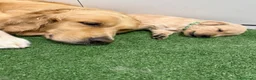 Golden Retriever cani in vendita: Maschietti di golden retriever  - Annuncio 4