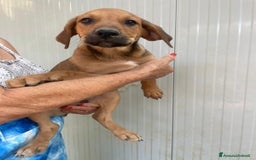 Meticcio cani in regalo: GLI SPLENDIDI AMERICANINI a Provincia di Frosinone - Immagine 10