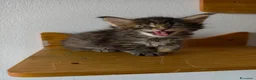 Maine Coon gatti in vendita: Cucciola Maine coon  - Annuncio 3