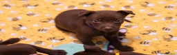 Australian Kelpie cani in vendita: Cuccioli Australian Kelpie  a Provincia di Siena - Annuncio 33