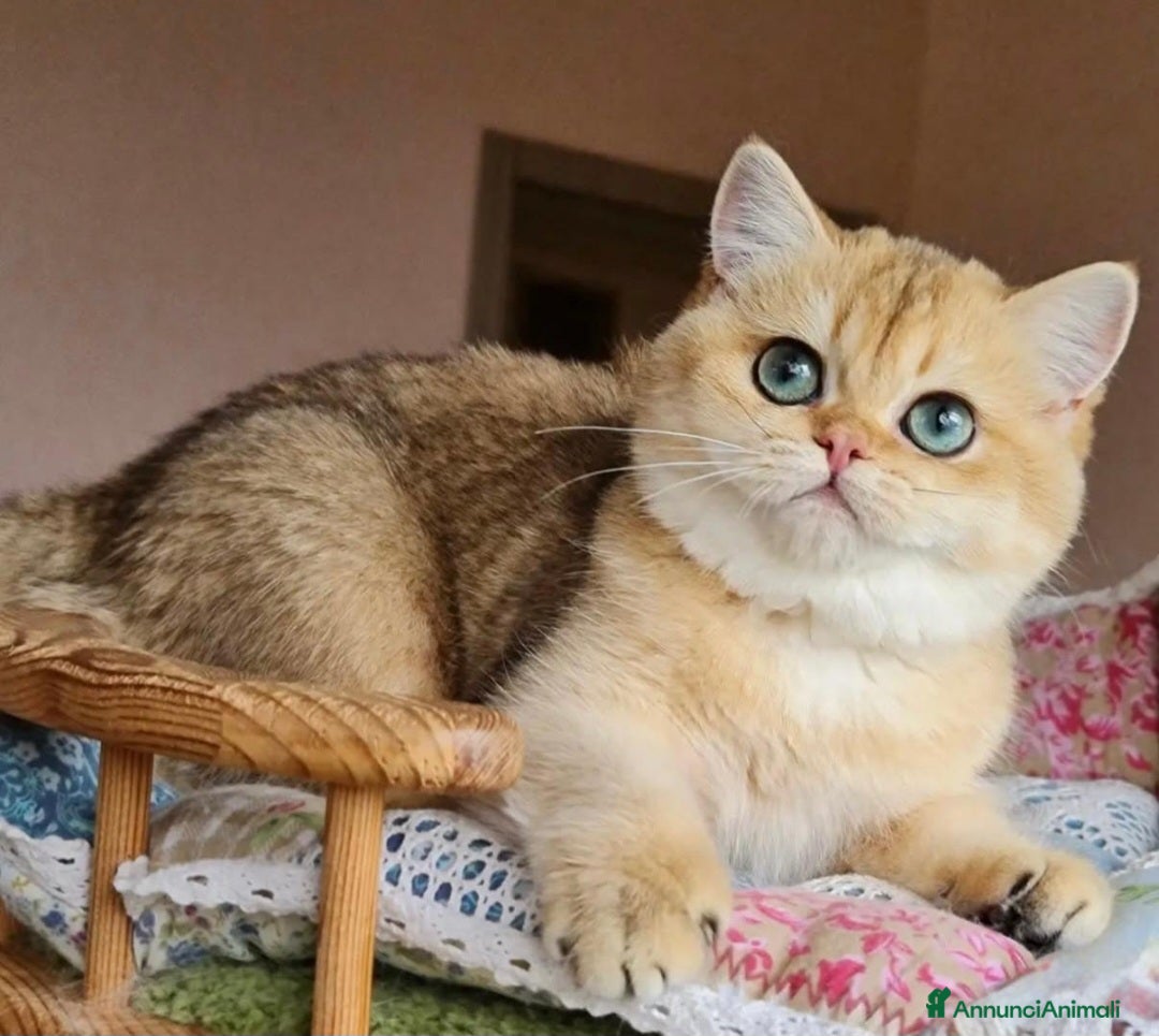 British gatti in vendita: Bellissimi cuccioli di british shorthair golden  - Annuncio 4