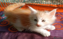 Maine Coon gatti in vendita: Cucciolo Maine Coon pedigree da Campione del mondo - Annuncio 3