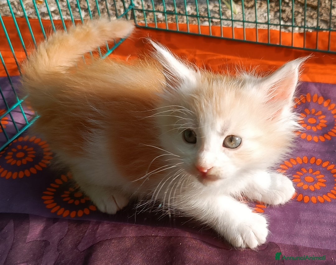 Maine Coon gatti in vendita: Cucciolo Maine Coon pedigree da Campione del mondo - Annuncio 3
