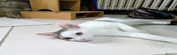 Europeo gatti in regalo: Piko & Bok: dalla radura al cuore di una famiglia! - Annuncio 8