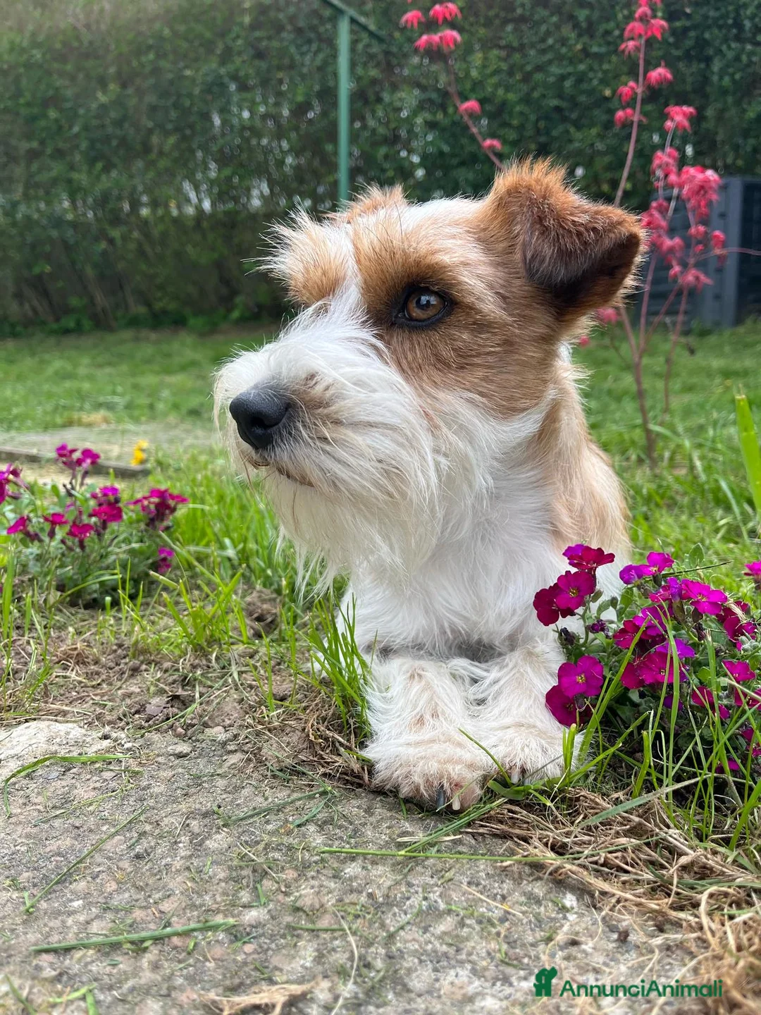 Jack Russell cani in vendita: Cucciolo Jack Russell - Annuncio 6