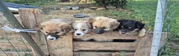 Meticcio cani in regalo: Regalo cuccioli - Annuncio 14