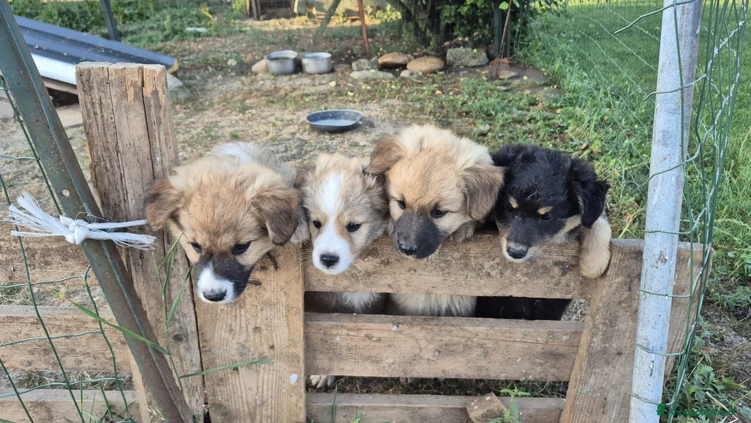 Meticcio cani in regalo: Regalo cuccioli - Annuncio 14