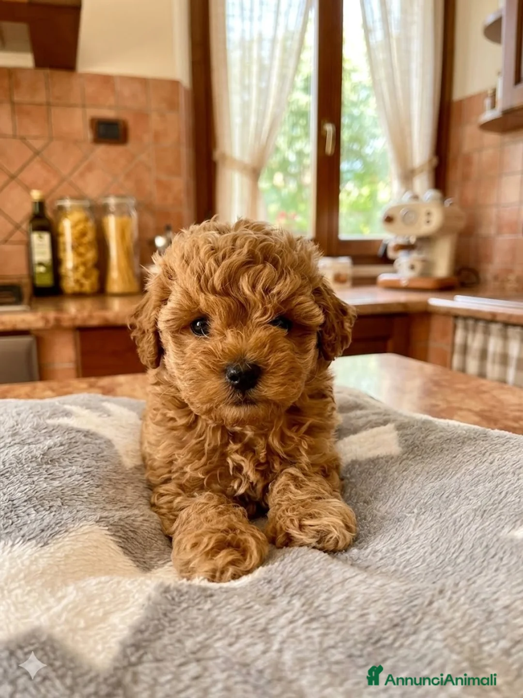 Barboncino cani in vendita: Barboncino toy red - Annuncio 2