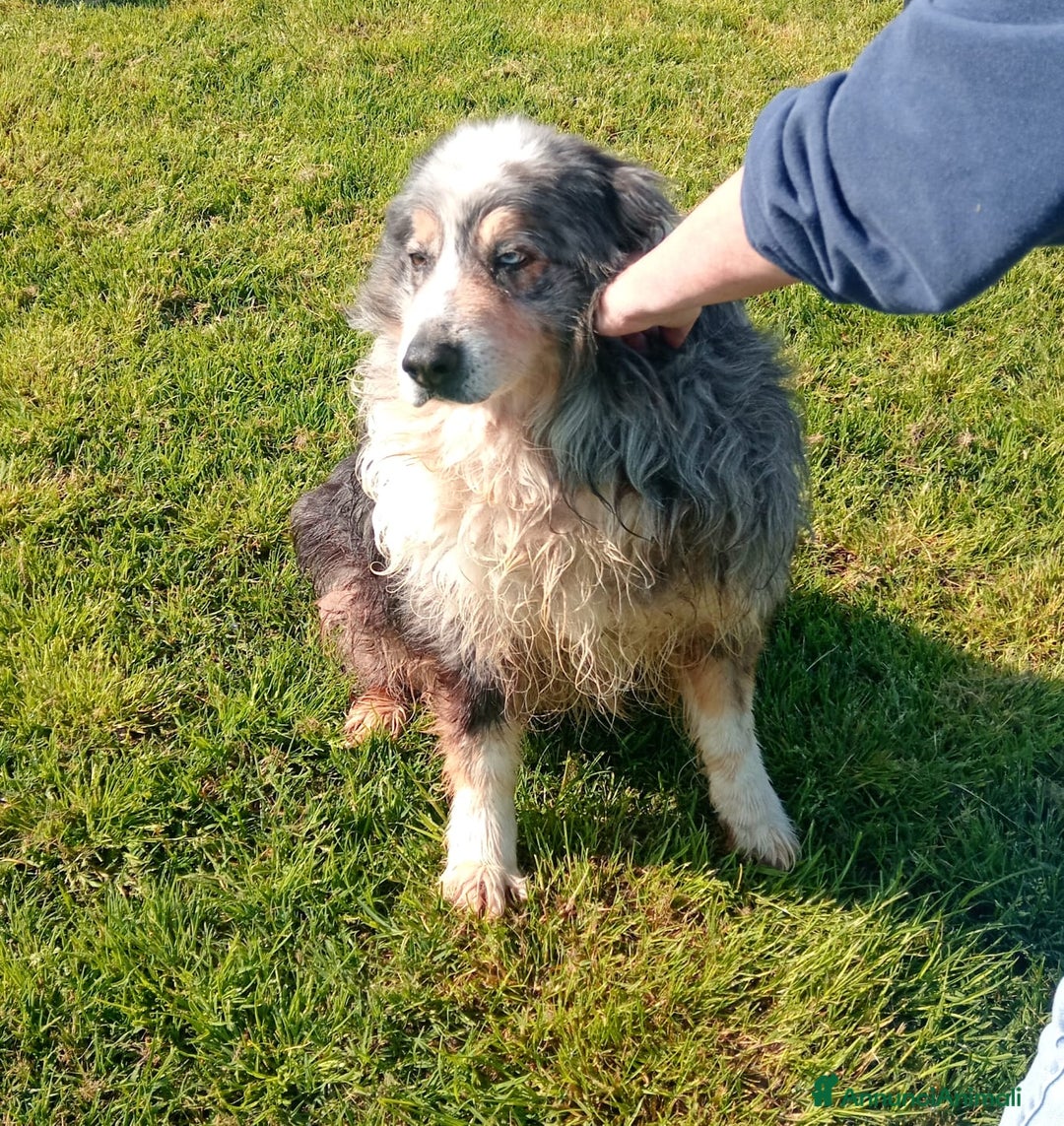 Australian Shepherd cani in regalo: Paul Newman, derivato pastore australiano a Provincia di Latina - Annuncio 5