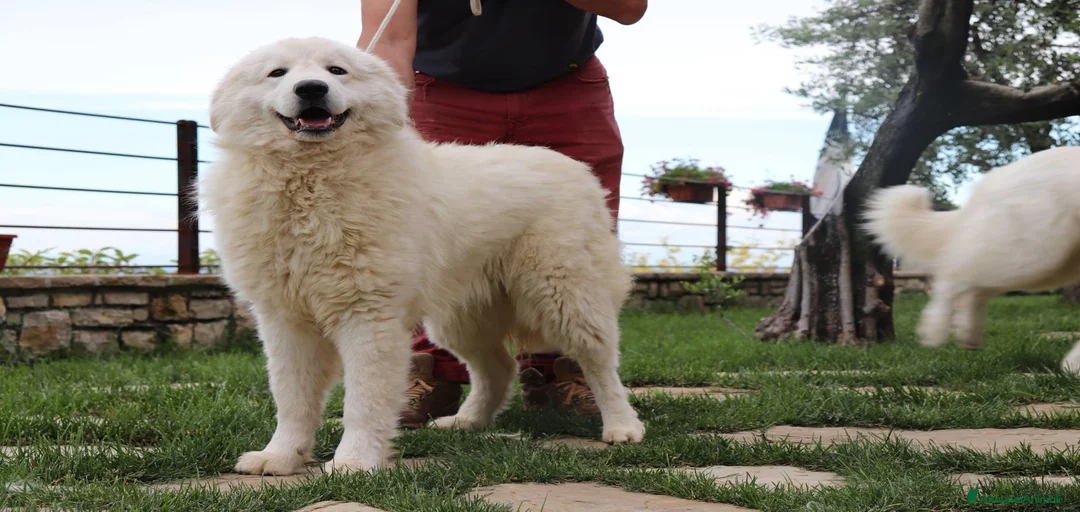 Immagine della galleria {{count}}