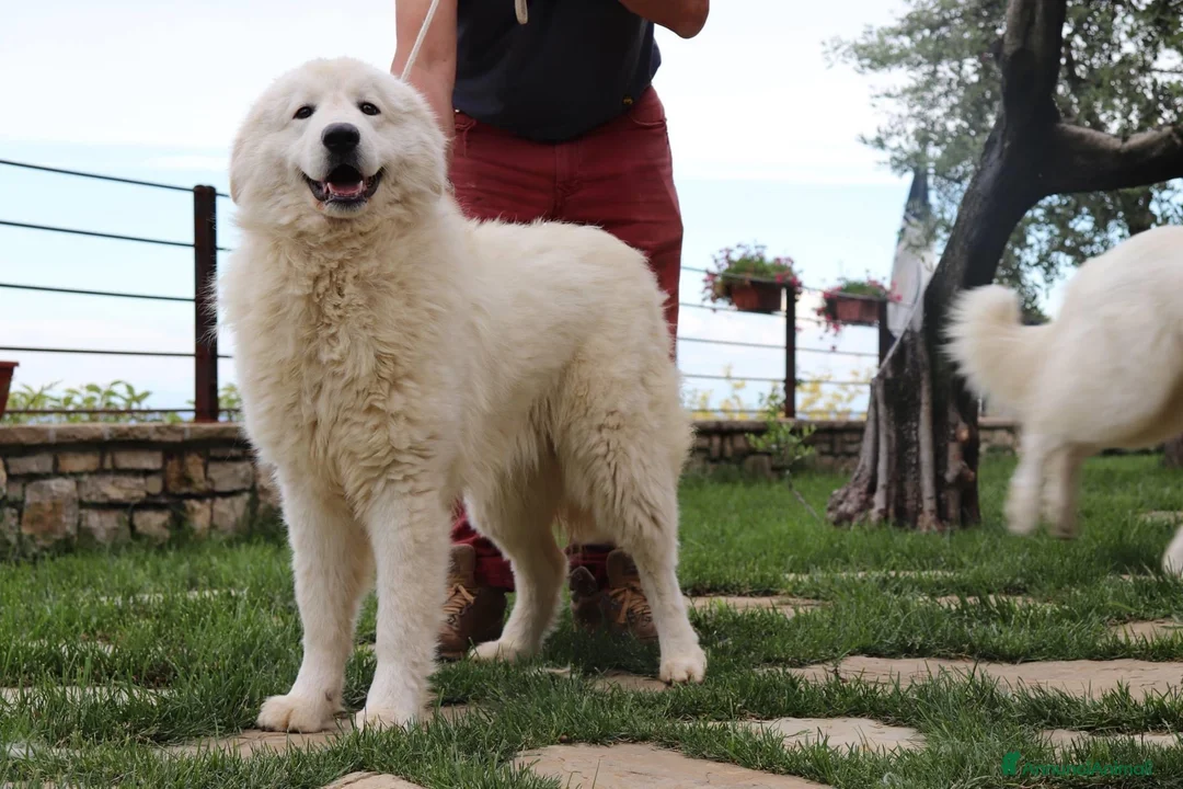 Immagine della galleria {{count}}