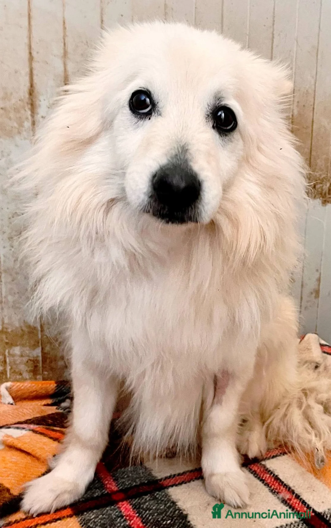 Meticcio cani in regalo: Jhonny volpinetto bravo cerca casa - Annuncio 6