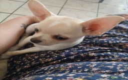 Chihuahua cani in vendita: Cucciolo chihuahua russo  a Città metropolitana di Catania - Immagine 4