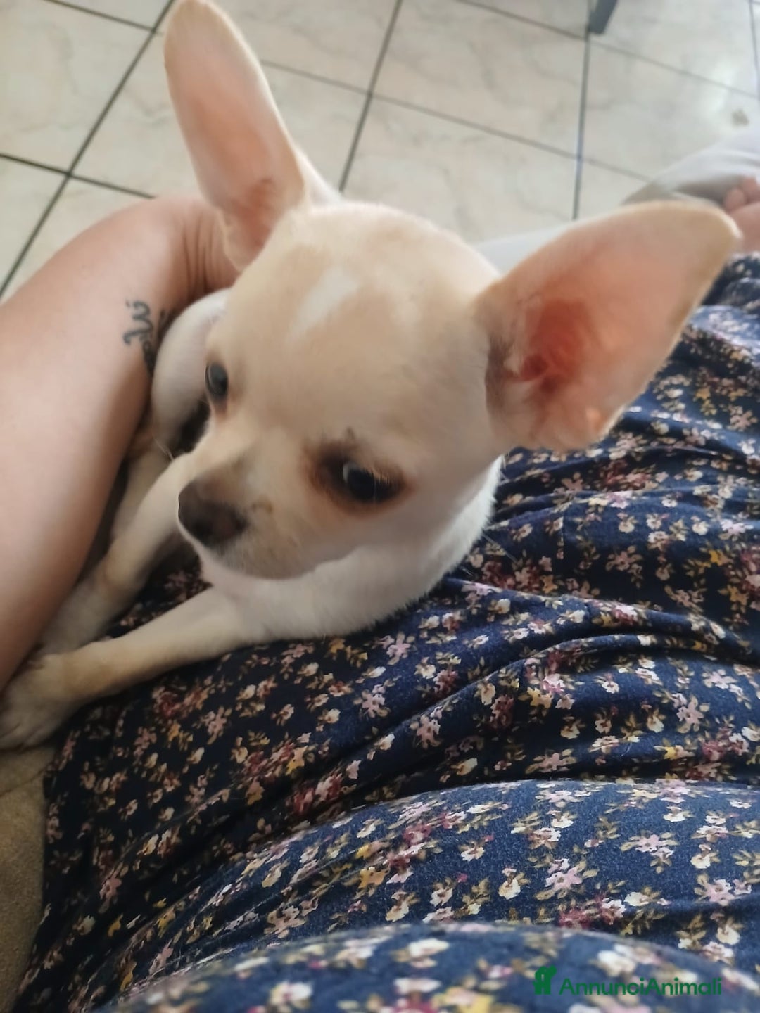 Chihuahua cani in vendita: Cucciolo chihuahua russo  a Città metropolitana di Catania - Immagine 4
