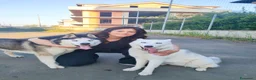 Husky cani in vendita: Cuccioli di siberian Husky  a Provincia di Caserta - Annuncio 1
