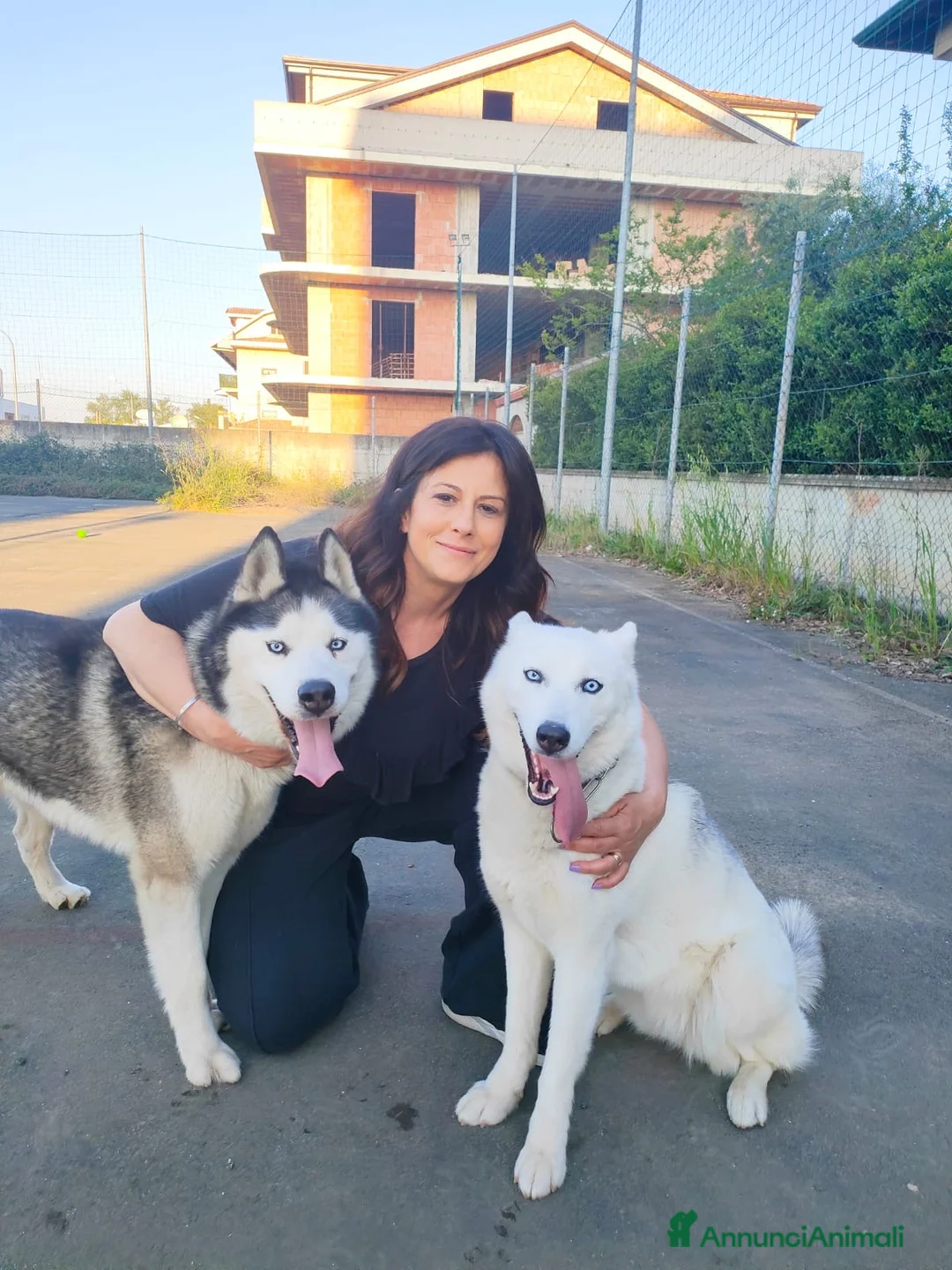 Husky cani in vendita: Cuccioli di siberian Husky  a Provincia di Caserta - Annuncio 1