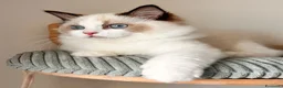 Ragdoll gatti in vendita: Ragdoll cucciolo bicolor Pedigree  - Annuncio 2