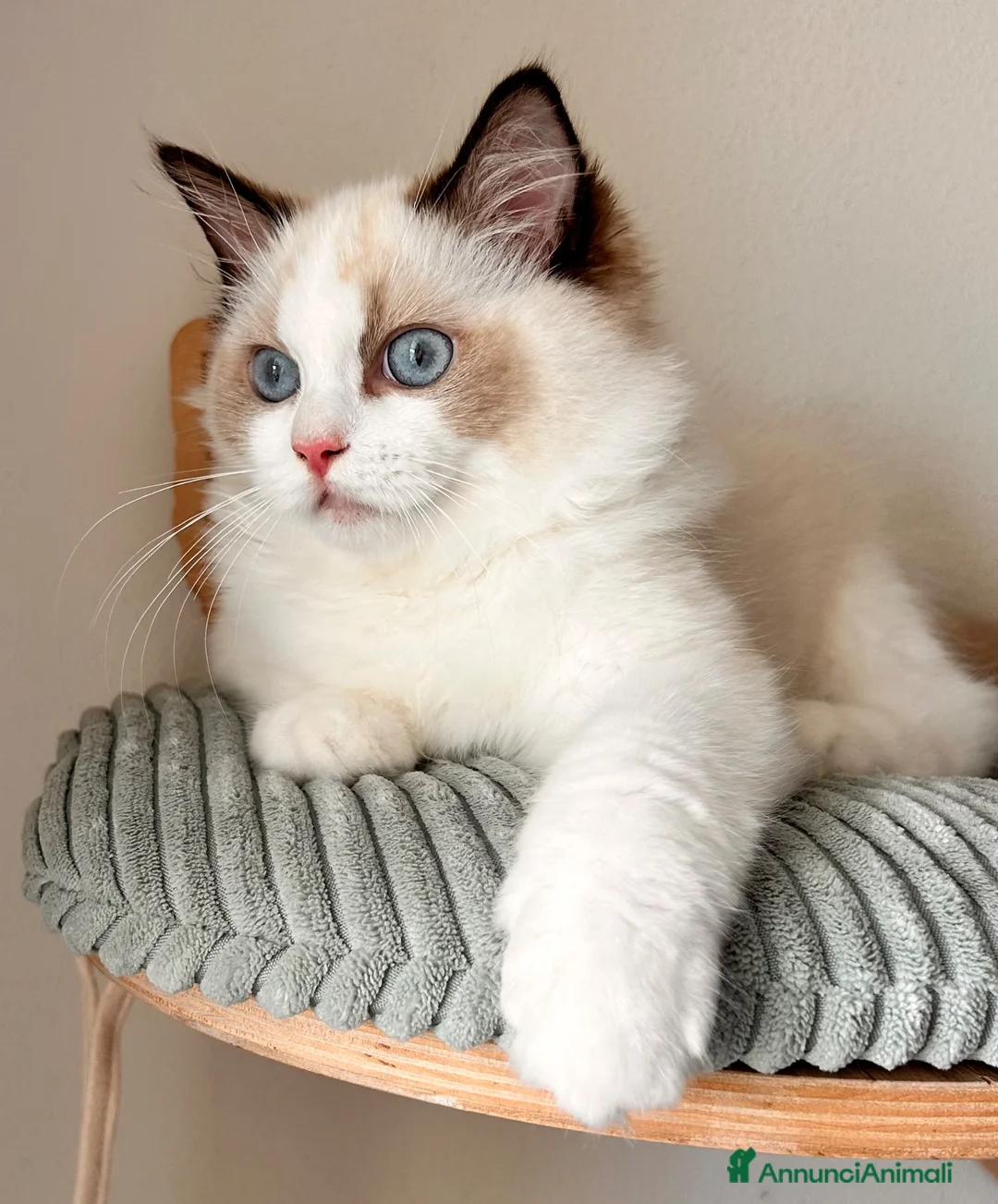 Ragdoll gatti in vendita: Ragdoll cucciolo bicolor Pedigree  - Annuncio 2
