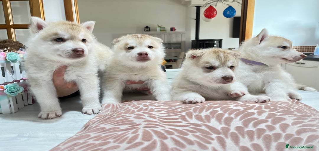 Immagine della galleria {{count}}