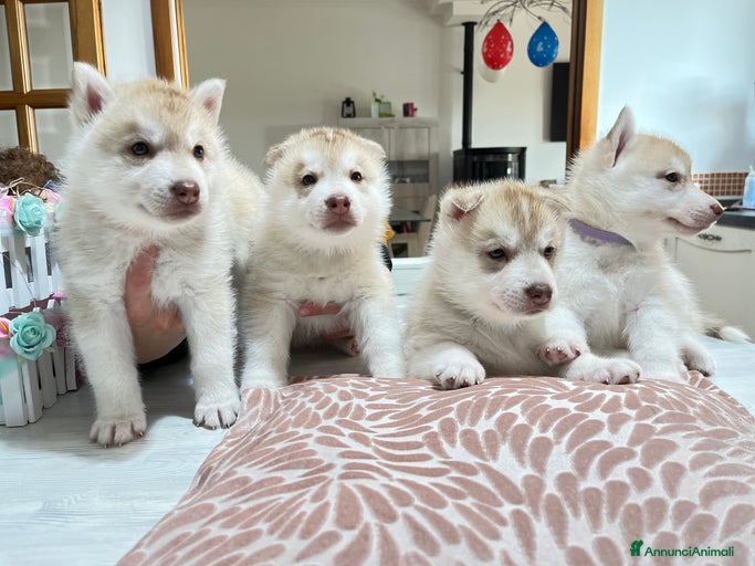 Immagine della galleria {{count}}