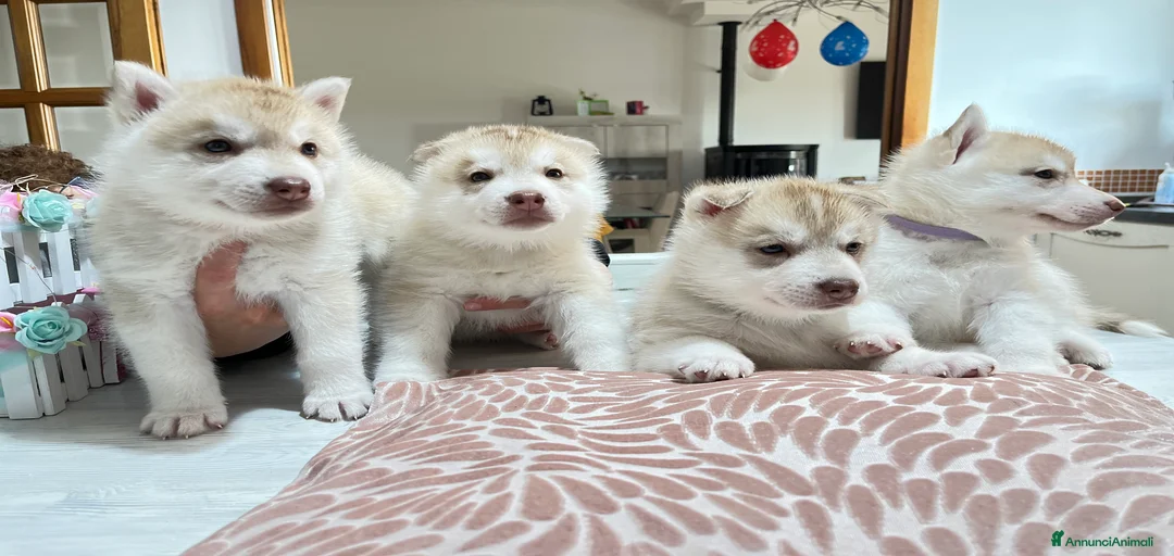 Immagine della galleria {{count}}