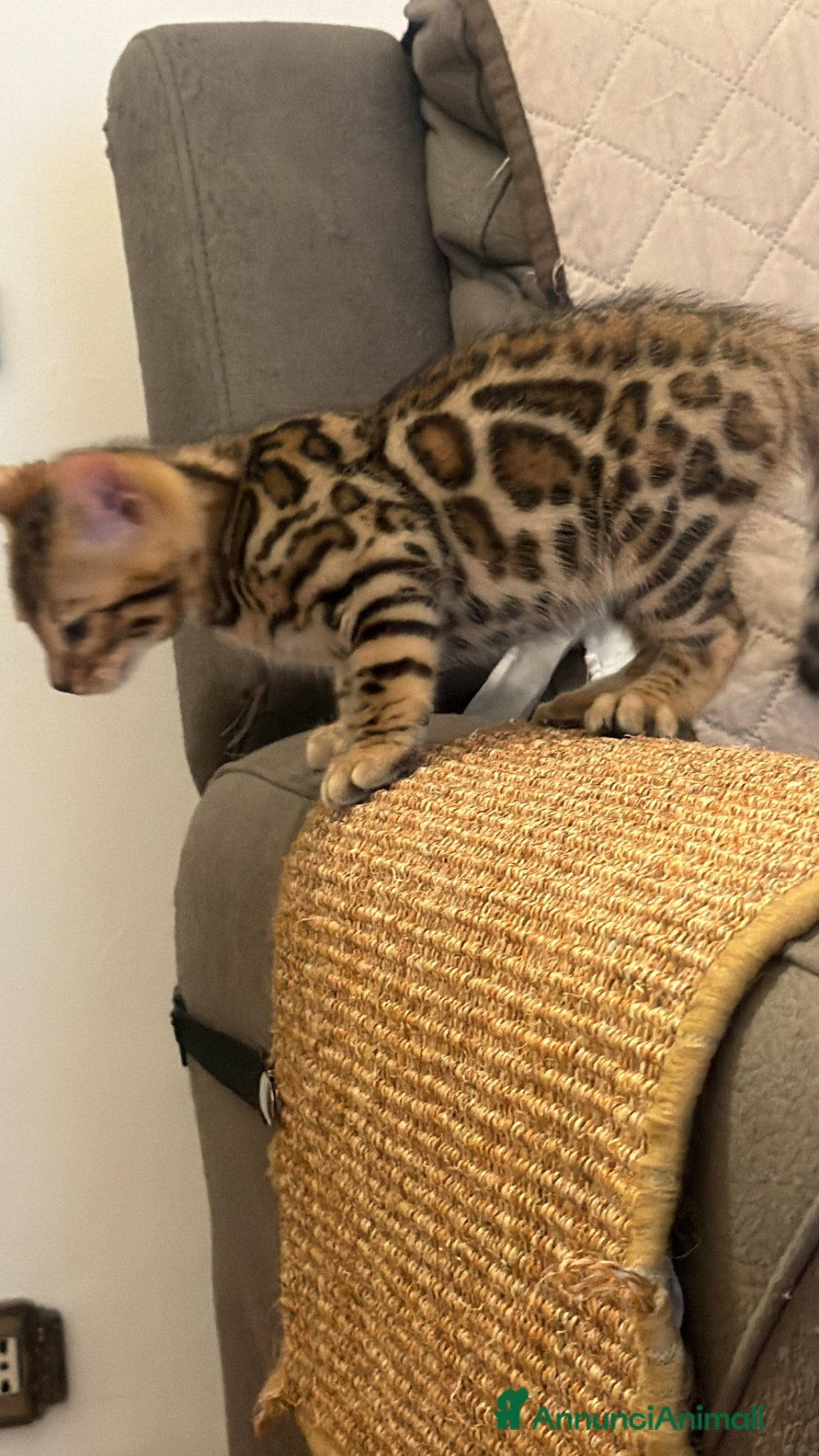 Bengala gatti Bengala di Lusso – Marbled e Leopardati - Annuncio 2