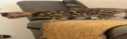 Bengala gatti in vendita: Bengala di Lusso – Marbled e Leopardati - Annuncio 2