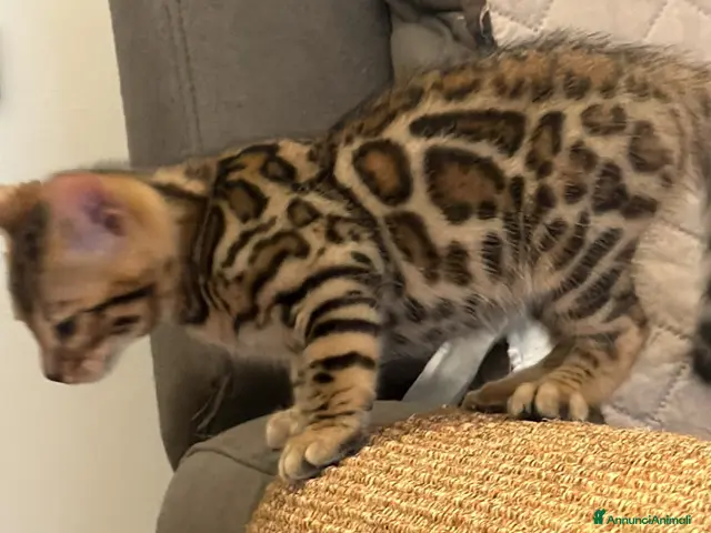 Bengala gatti in vendita: Bengala di Lusso – Marbled e Leopardati - Annuncio 2