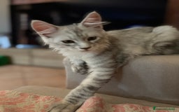 Maine Coon gatti in vendita: Bellissimo gattino Maine coon da subito a Città metropolitana di Roma Capitale - Immagine 7