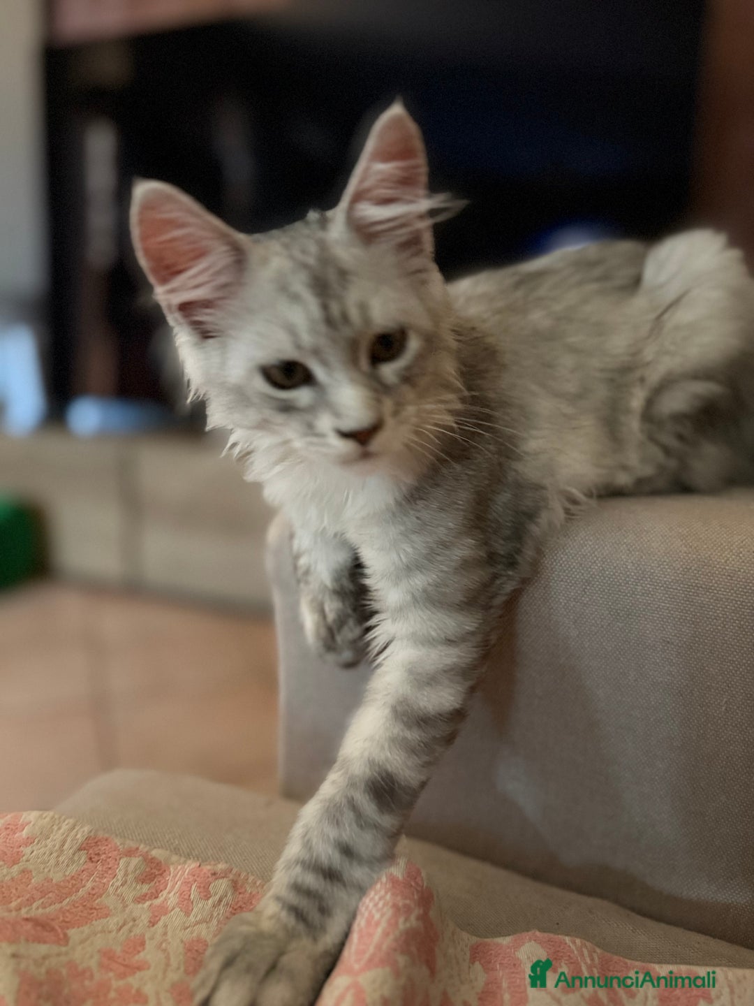 Maine Coon gatti in vendita: Bellissimo gattino Maine coon da subito a Città metropolitana di Roma Capitale - Immagine 7
